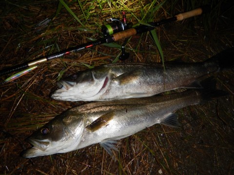7puxfxfogeax8xz6oh37_480_480-f19e85cc.jpg