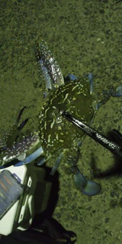7py8ux9c8947bnsvukdf_480_480-721157eb.jpg
