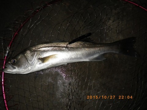 7rcw8vi35s8roi3t7zzu_480_480-8bd1e090.jpg