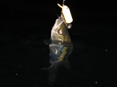 7rrbpxd64ixogpuiwosz_480_480-ae48b089.jpg