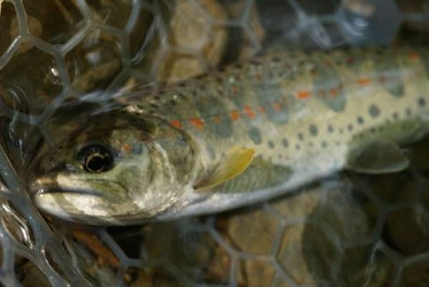 7ss7zgrjdja635xavuiv_480_480-701c7d04.jpg