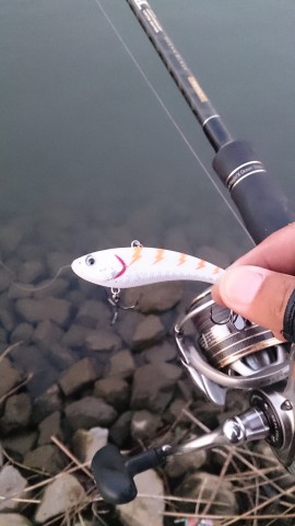 7vahhiro96zxsg7cvv7u_480_480-8ab50d07.jpg