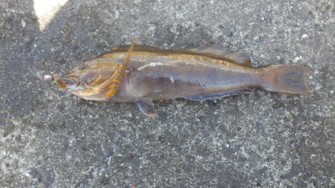7vfsejn726b66vvp85gm_480_480-b82d2d3b.jpg