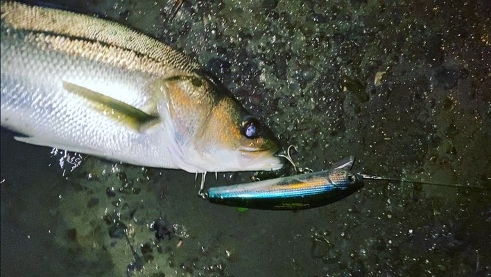 JERK・STRIKE2】 地方河川、ビッグベイトで釣る為の3箇条＋1