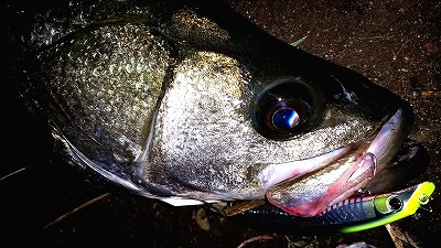 7wh55hc8kf9vevp8y5v9-ab7793d0.jpg