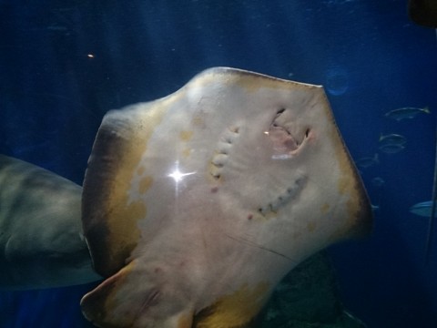 7xn73xaajyh95ji7znns_480_480-8c0c437e.jpg