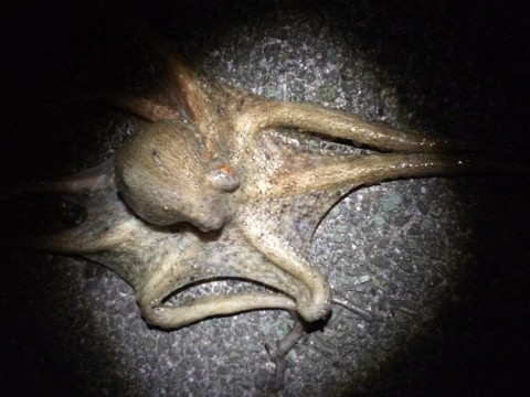 7ynhozfswuctajcefck6_480_480-57599669.jpg