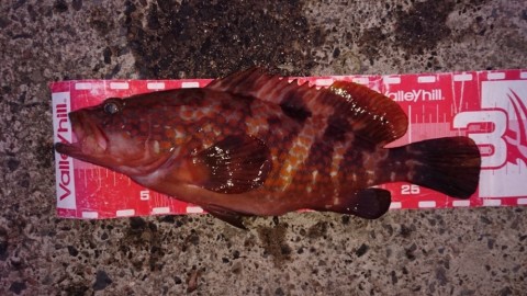 7zfjmzygudjckyexjgwv_480_480-4f4385b3.jpg