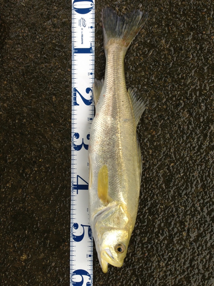 There S Something About Seabass 黄金に輝くシーバス