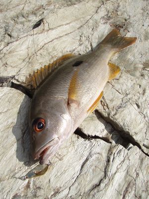 82eat95fv4zejg3wksvn-32c200c5.jpg