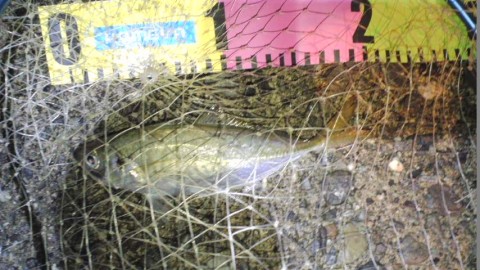 82su4dc8kfnfophguo47_480_480-07f87e98.jpg