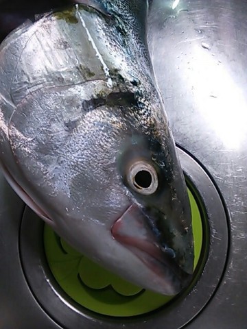 83uh4wfnfhzrcvygzxrs_480_640-9ae47b0c.jpg