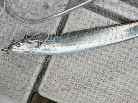 85g2did2zcus8bbafsh2_480_360-ac645f9e.jpg