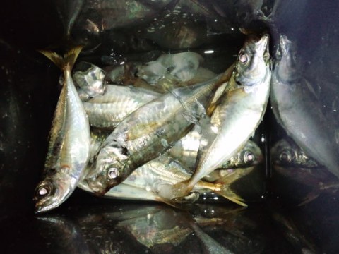 85wts62zy9dz233rn57n_480_480-41ec58f1.jpg