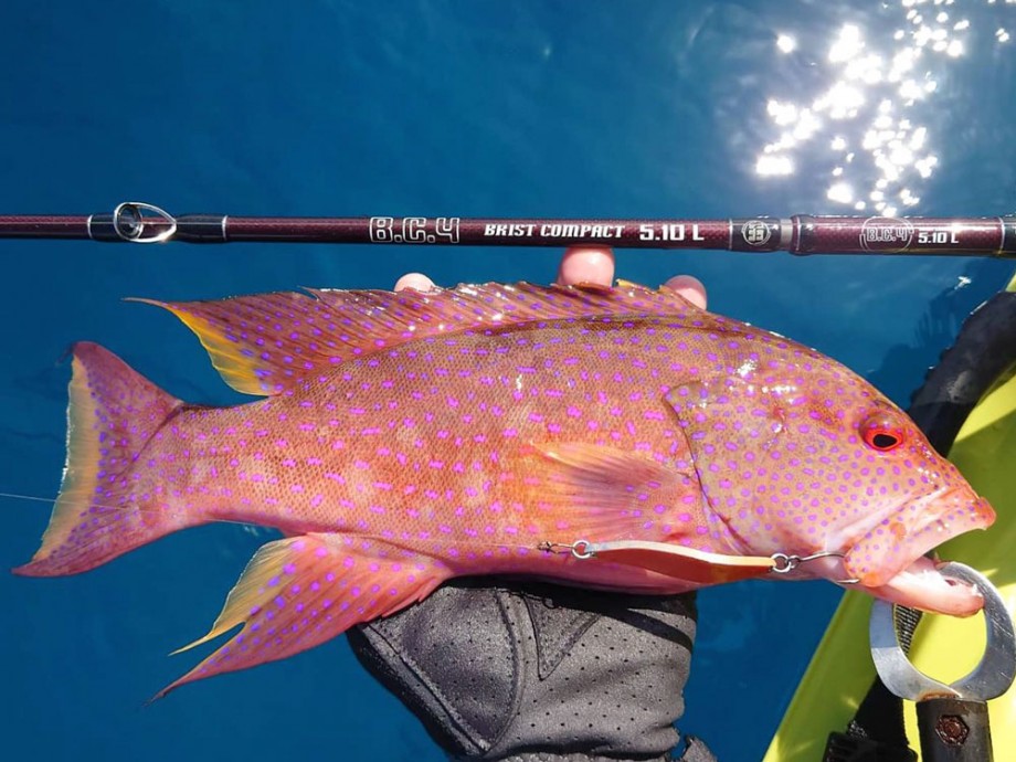 Fishmanブログ】 BC4 5.10Lで100魚種チャレンジ☆vol.3