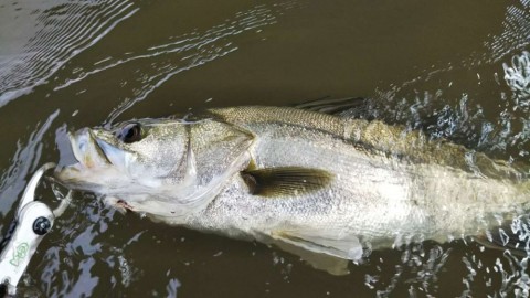 86crjbujipczzeyaowf9_480_480-310d65b6.jpg