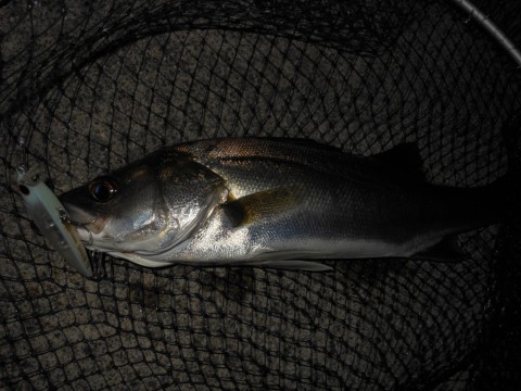 86mdwwtowazud677keb4_480_480-f2912313.jpg