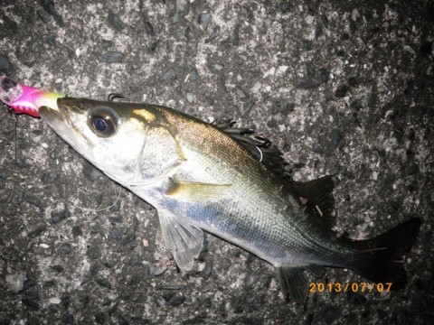 87aawovbumurwpcsrme5_480_480-fcae938d.jpg