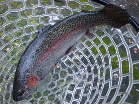 87sHhGg42DexWviog5MC_480_480-50eaa859.jpg