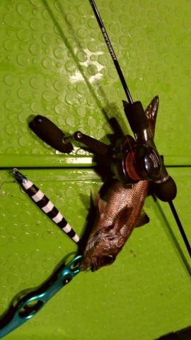 88949yvwdxcn29mt2xcg_480_480-dd382793.jpg