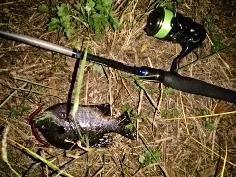 88sd2tyo8eui2szojhot_480_480-b3764351.jpg