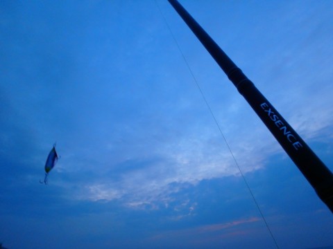 88sj258nsjp5bpaib3cb_480_480-566f5d4f.jpg