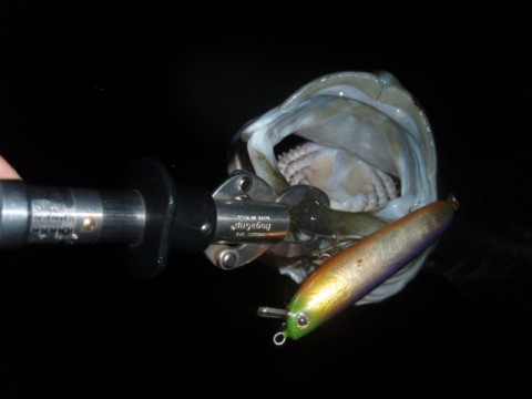 892ncghbyu3rjgigveex_480_480-fc4f035b.jpg