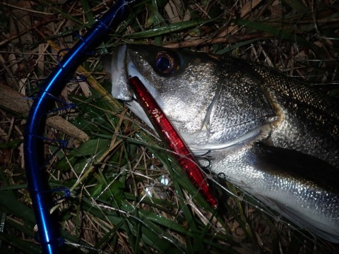 8936gwaesvnpxoeg4kwe_480_480-16662821.jpg