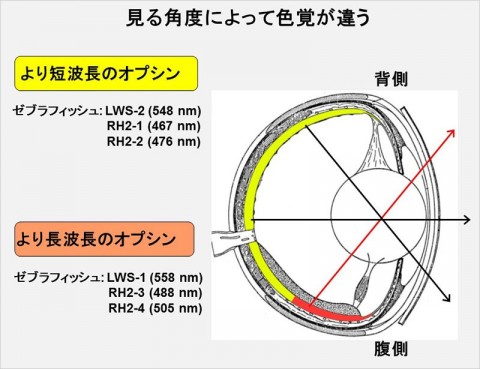 89795a23ifnh674he7h7_480_480-a135c204.jpg