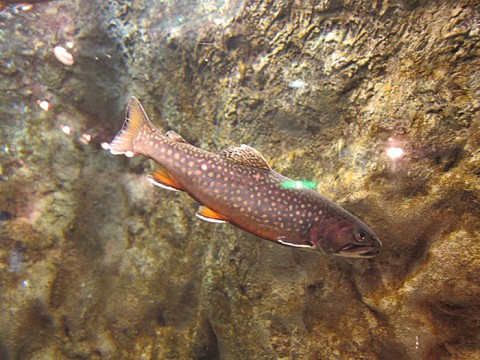 8G6PQrz5LBknErYpy2Uv_480_480-458c92ca.jpg