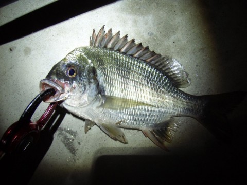 8MPw6p7YZdzPbKSnmXAc_480_480-985671d6.jpg