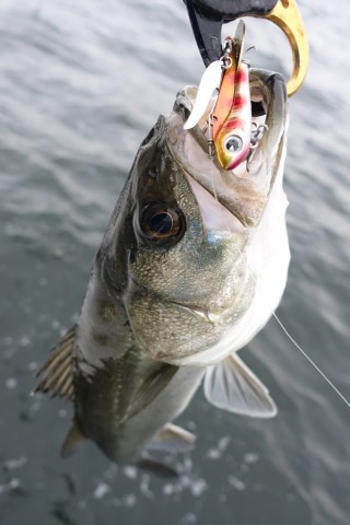 8acuummyfkbi8nh7x7s3_480_480-1ffcfc6b.jpg