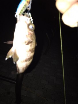 8b6witohzzy567g4bcc5_361_480-673e41dc.jpg