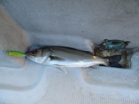 8b8k8caub7n638id9jir_480_480-ccfd887d.jpg