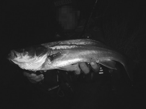 8cm65otg86zzxkgr9pd3_480_480-74c77711.jpg