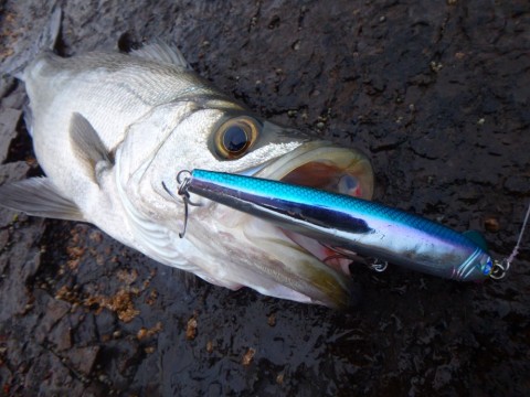 8cnuki3gvwpjb5khdium_480_480-50b59308.jpg