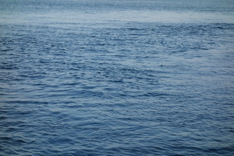 8d99ofe83hfgj2eaafcg_480_480-e73d9bbc.jpg