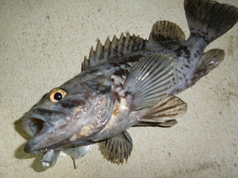 8dak8cddwmgh3k69gsa9_920_690-bbc27c11.jpg