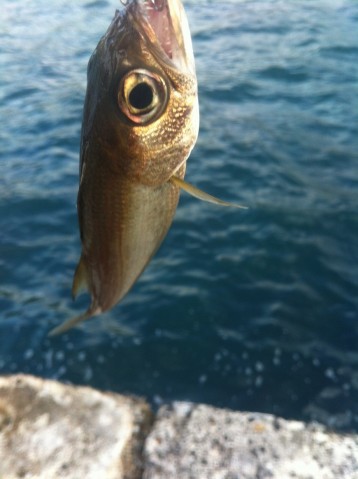 8dysiaxbkgry5ngbymhi_480_480-1a6f4950.jpg