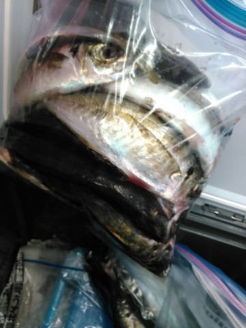 8e5aejamkt99muhh3c3i_480_480-380d7e76.jpg
