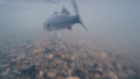 8etv3a4auyvz95rr3szm_480_270-cfa01835.jpg