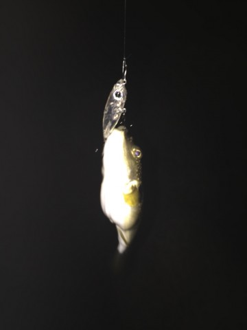 8f7sjvw5249ffhfjawx5_690_920-adf1e812.jpg