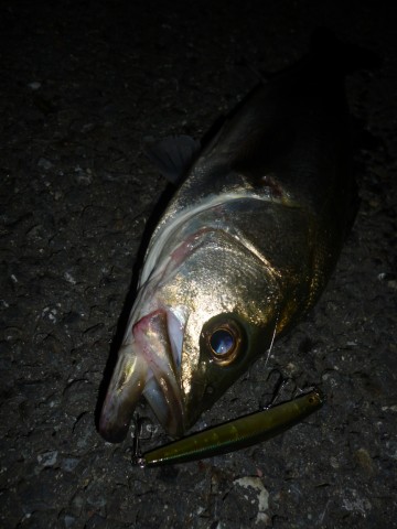 8fuzkekobuanx9tkthx8_480_480-e86b6e36.jpg