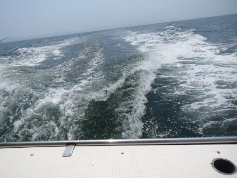 8fvti3vuet3gmgcv53b7_480_480-1b551044.jpg