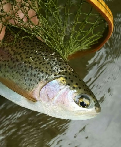 8g2x4xtoxmjjnarji2dk_757_920-cf546c89.jpg