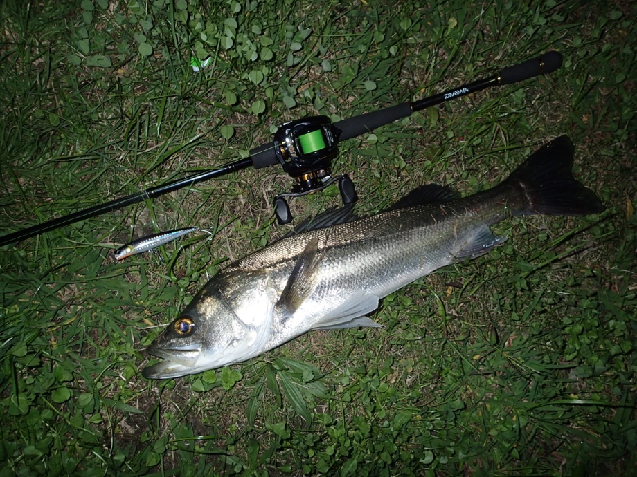 ずっくんの釣り日記 落ち鮎パターンでリバーシーバス捕獲