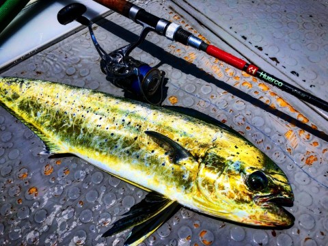 8ia8auv5u5sjs5rwe7f5_480_480-100bec01.jpg