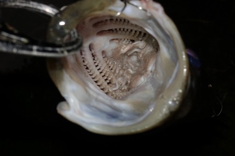 8ioygajpwpz3yjxe7dsm_480_480-a52427d8.jpg