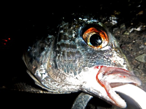 8ivh2h9iacrwawubobgs_480_480-2066f5e1.jpg