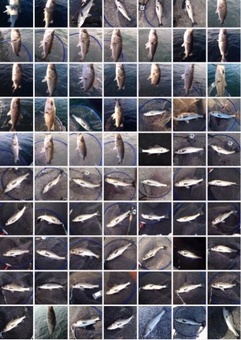 8kfs4up5iw398s9puojd_653_920-c87868a6.jpg